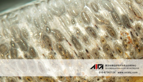德國EXAKT切磨系統(tǒng)制作古組織薄片技術(shù)